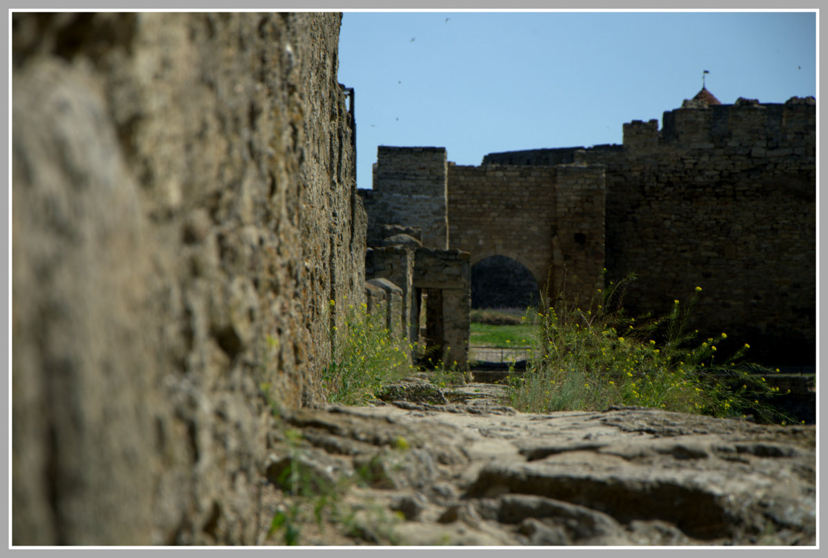 und Bäume auf den Felsen