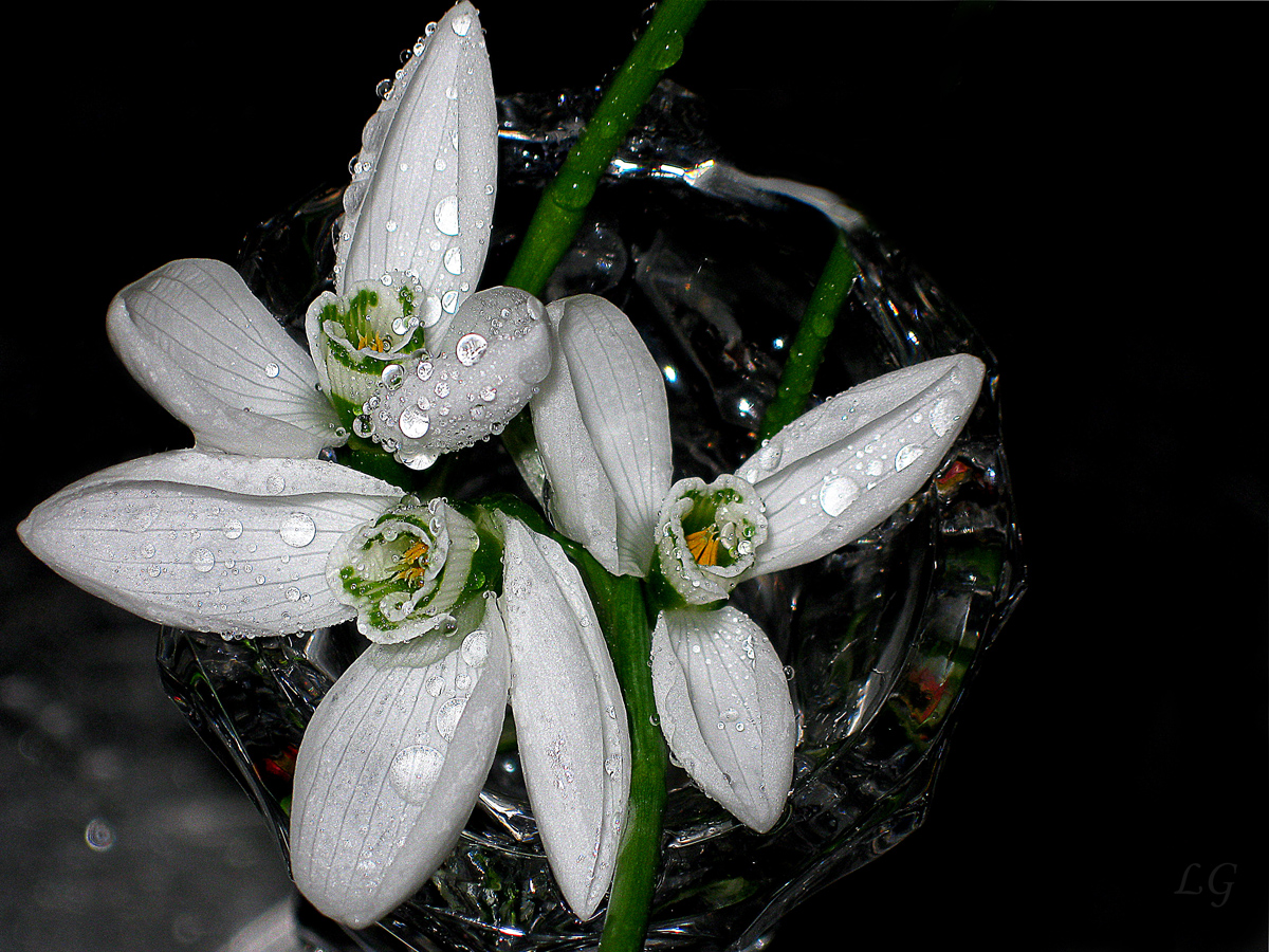 Die ersten Schneeglöckchen