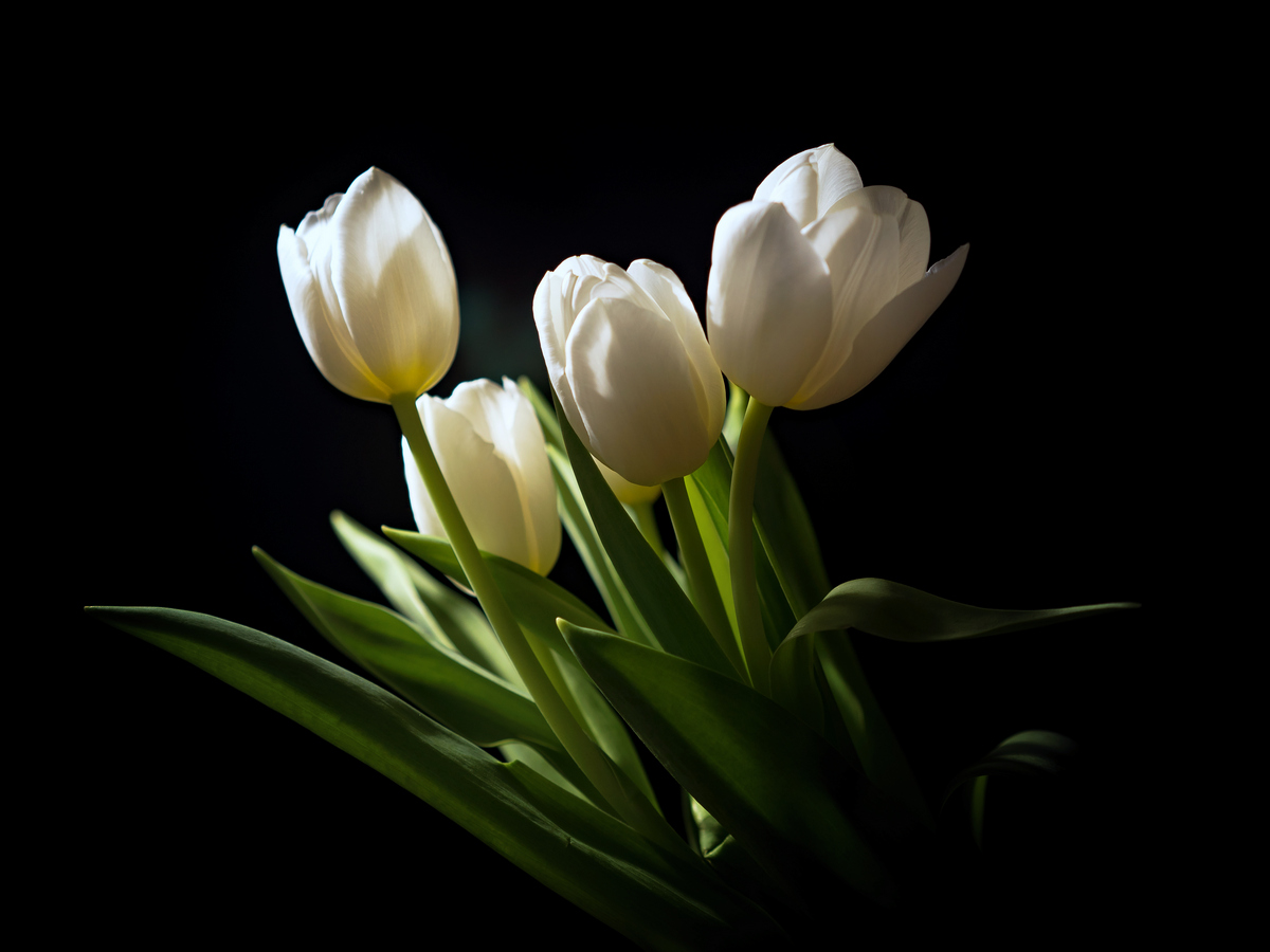Tulips