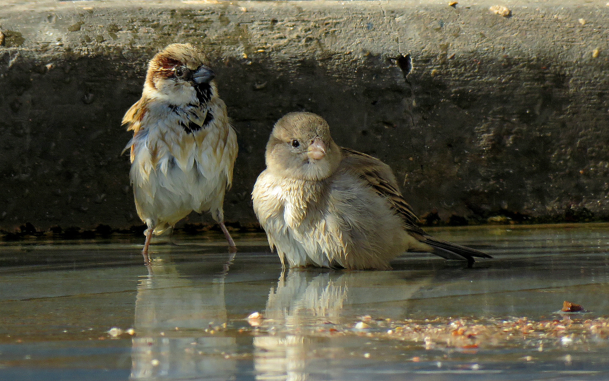 Clean-Health-Versprechen