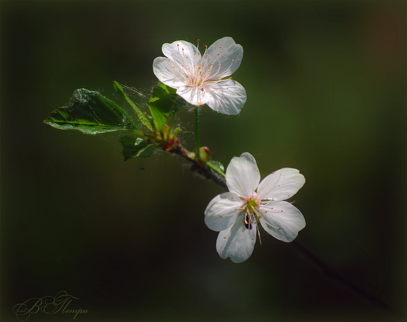 Die Farbe der Kirsche