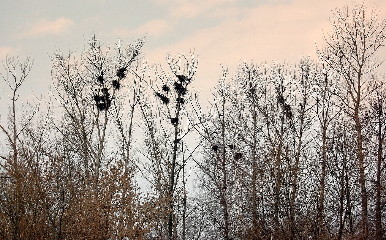 Die Saatkrähen sind angekommen