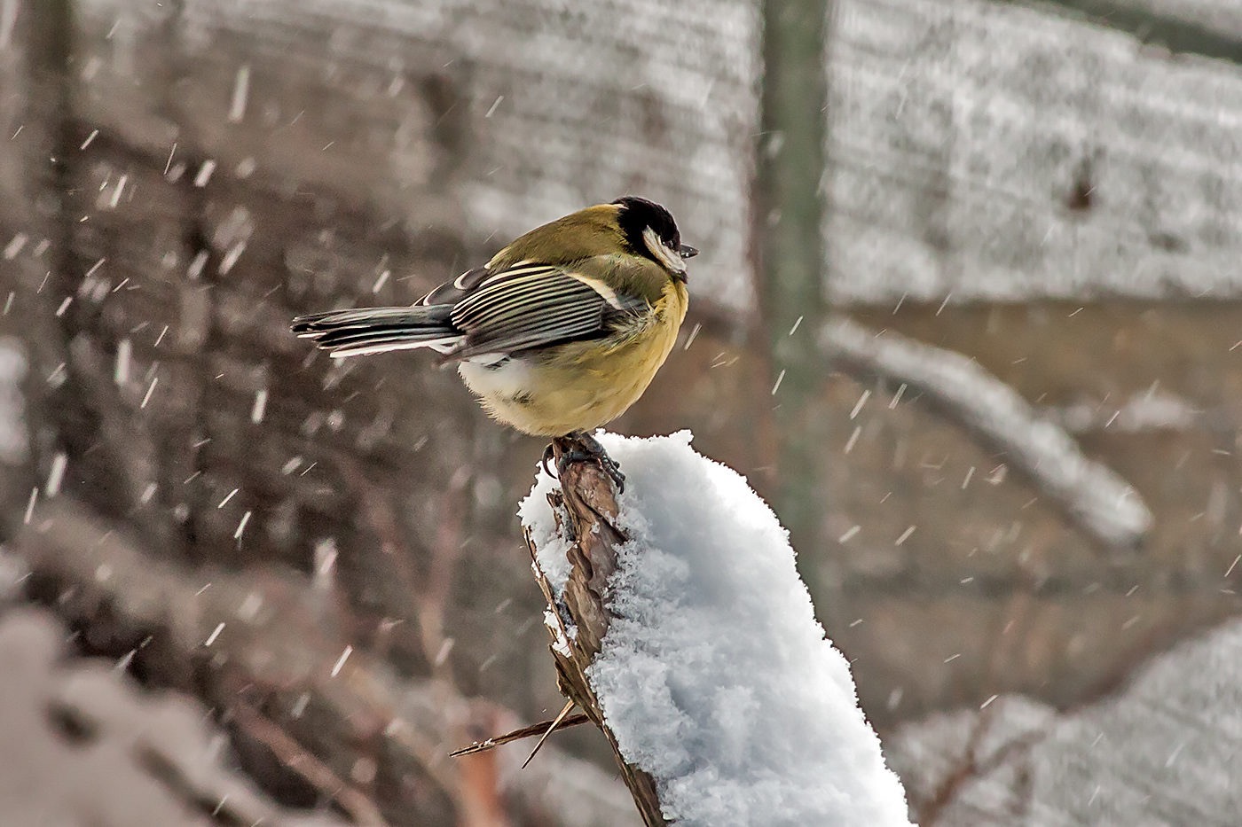 und der Schnee geht ...