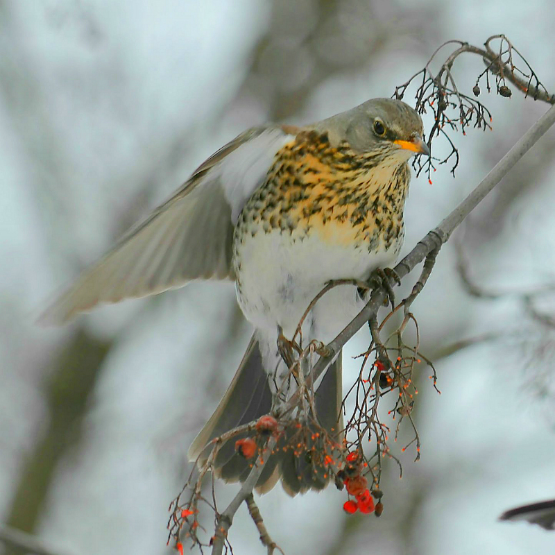 Thrush Wacholderdrossel