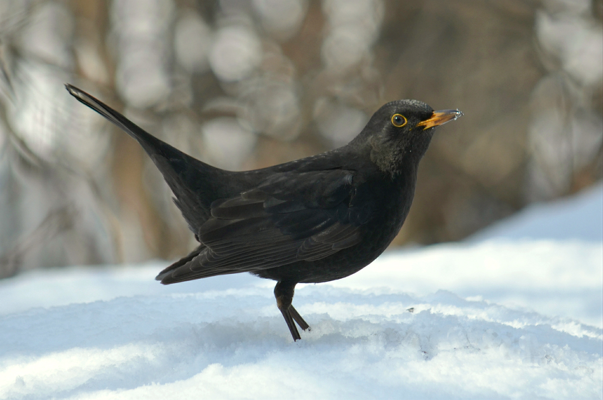 Blackbird