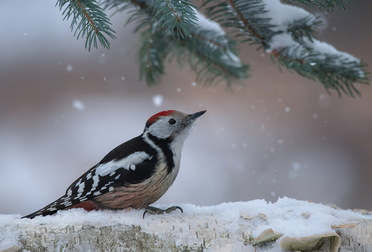 Das Bild des Waldes.