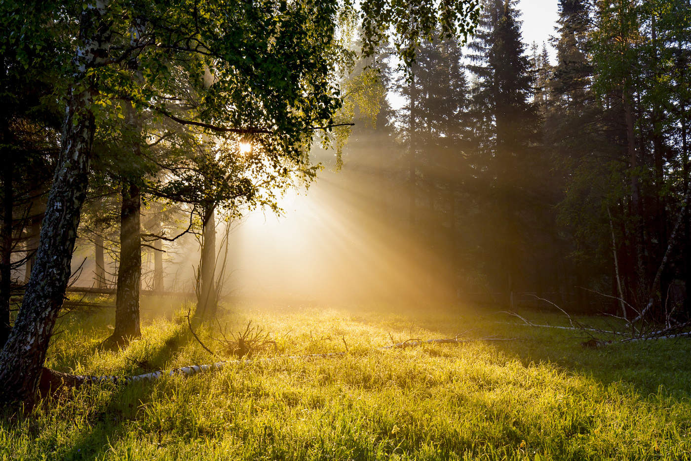 Morgensonnenlicht des Tages