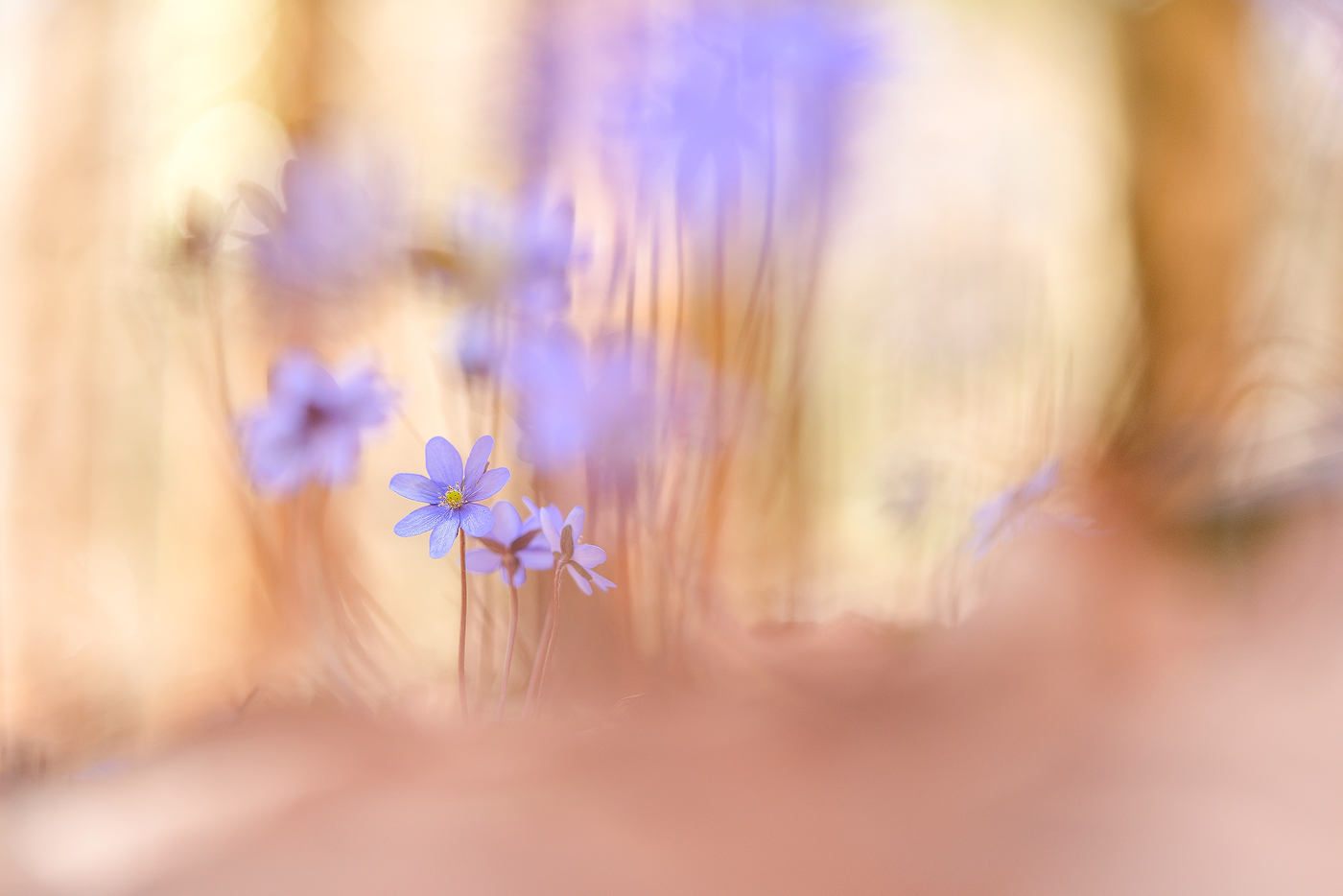 im Leberblümchenwald