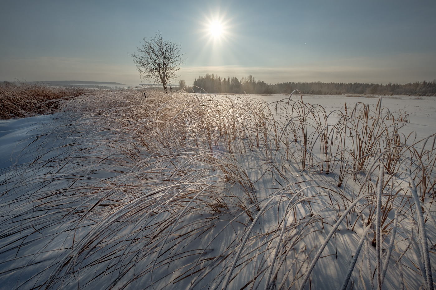 Gefrorener Sumpf