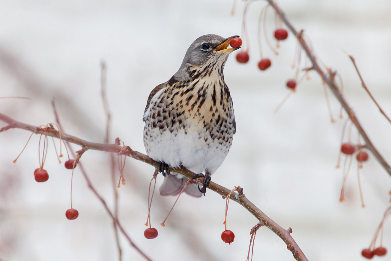 Thrush Wacholderdrossel