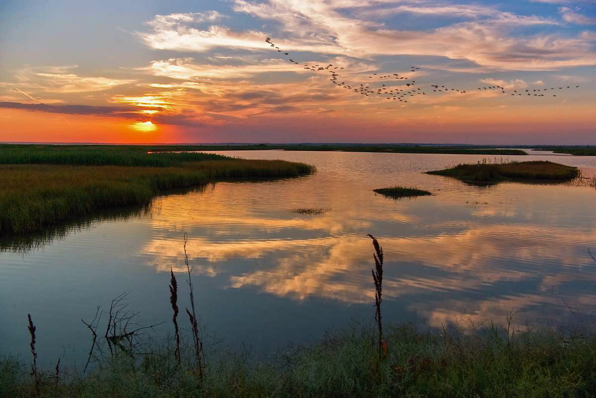 Oh letili Wildgänse ...