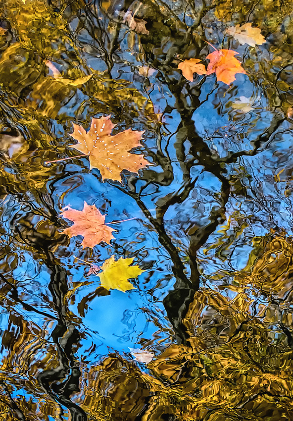 Reflexion der Herbst