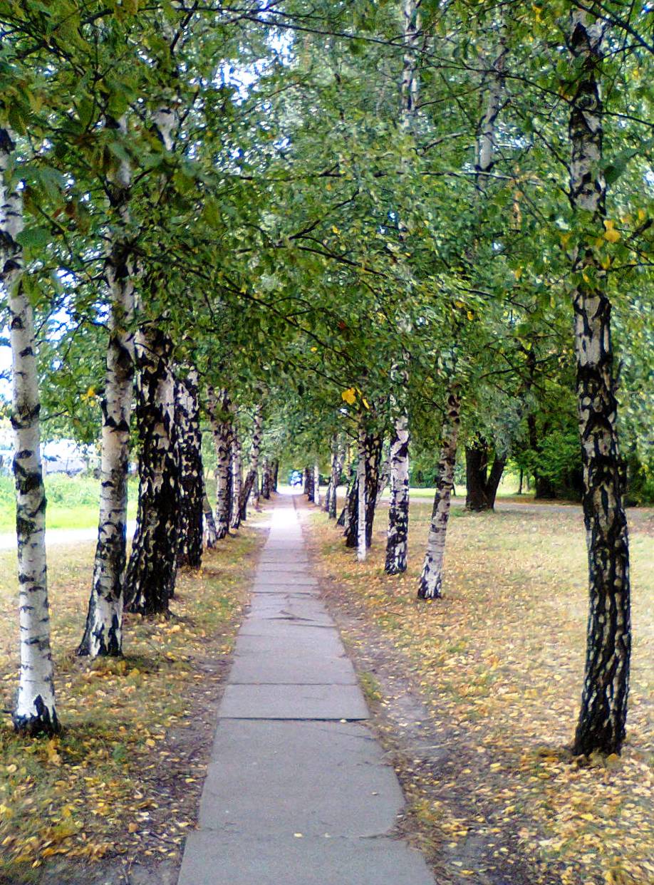 Birkenallee