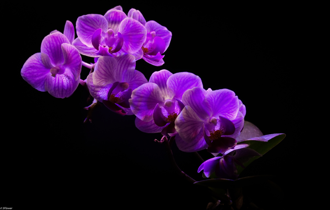Orchid