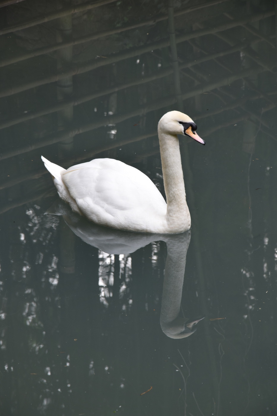 White Swan