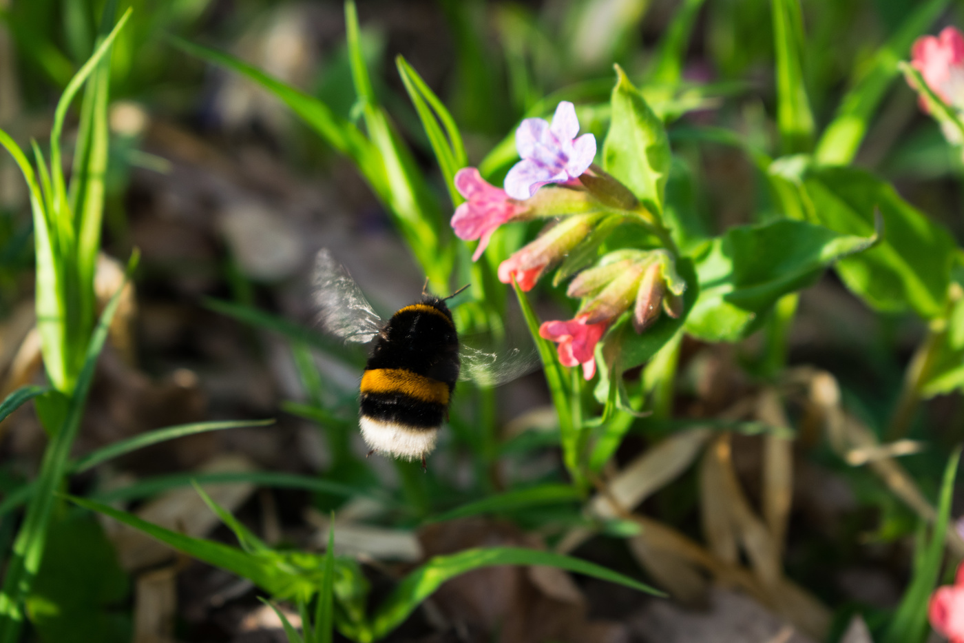 Flight of the Bumblebee