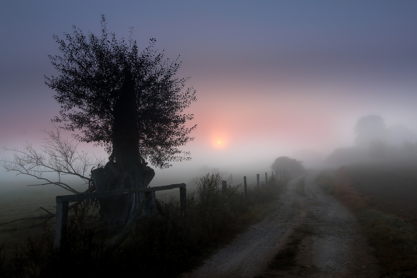 foggy Landscape