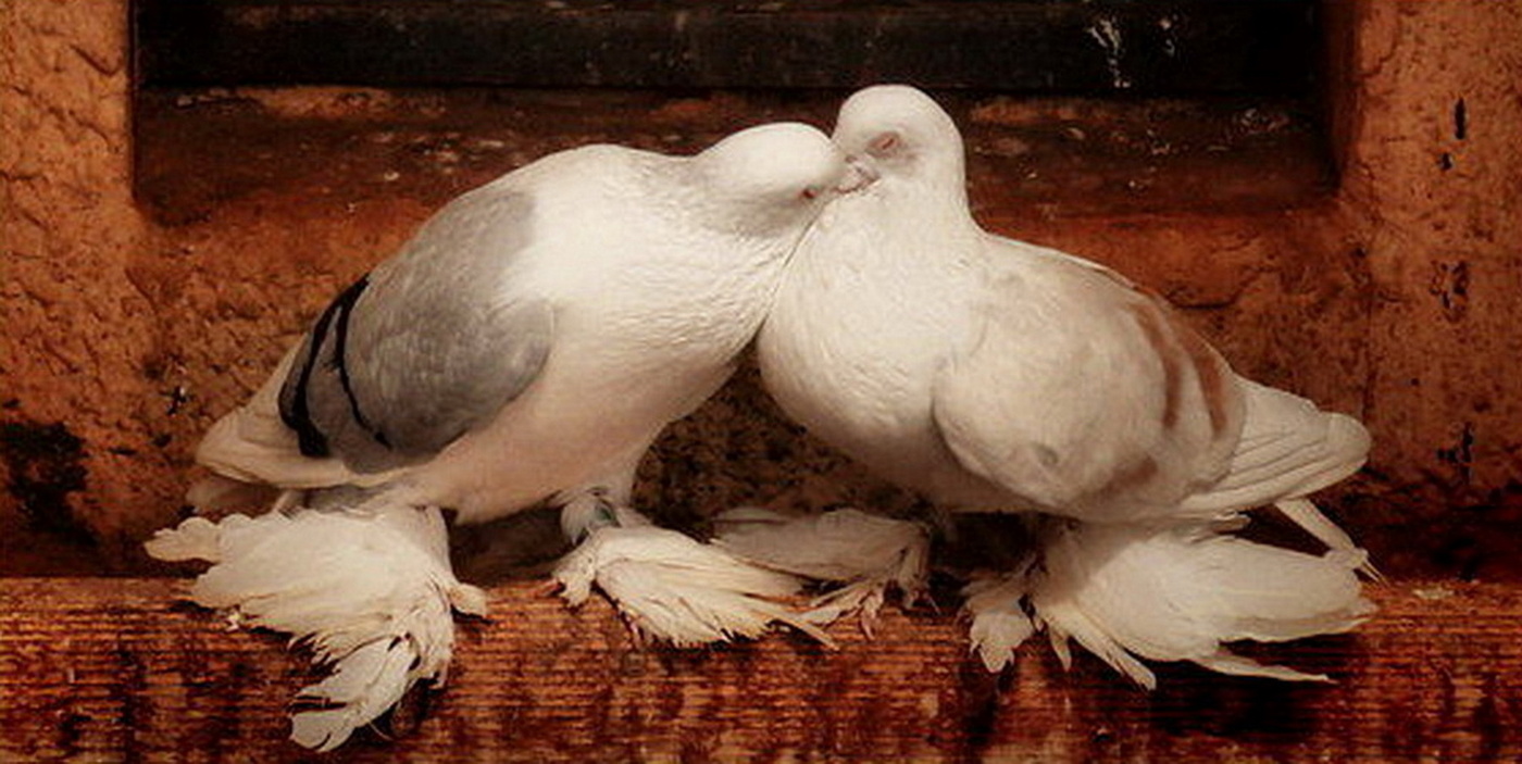 Liebe und Tauben