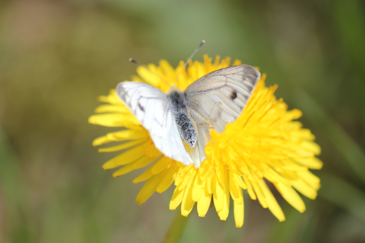 Schmetterling