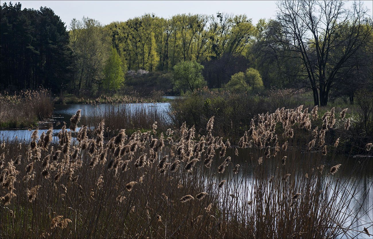 Rauschende Blätter ...