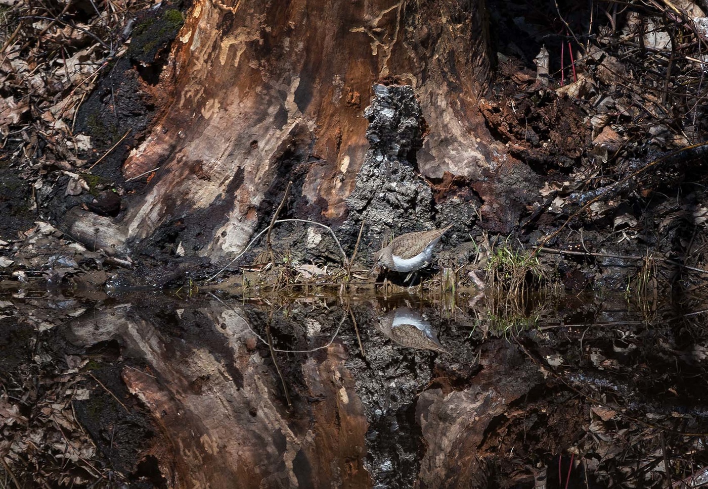 Ich schaue dich an wie ein Spiegel ...