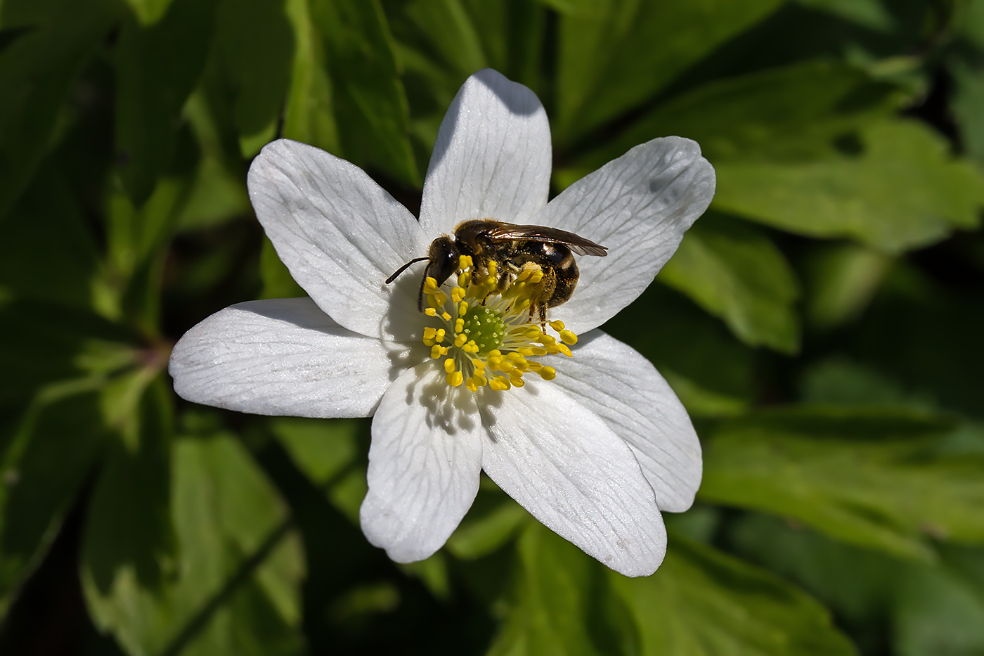 Frühling Geschichte