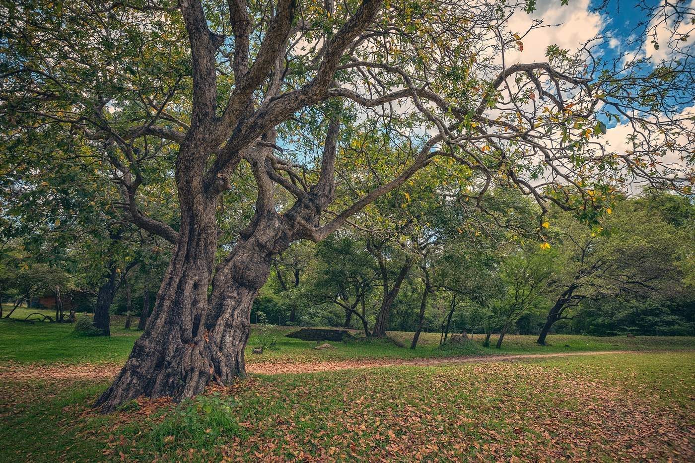 Siamesische Zwillinge