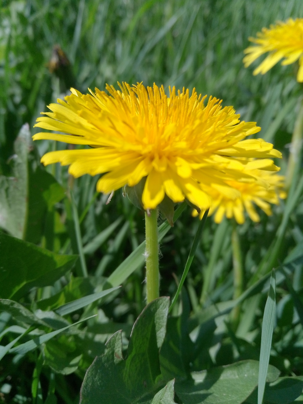 Taraxacum