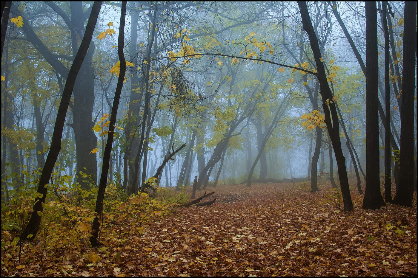 in den herbstlichen Wald