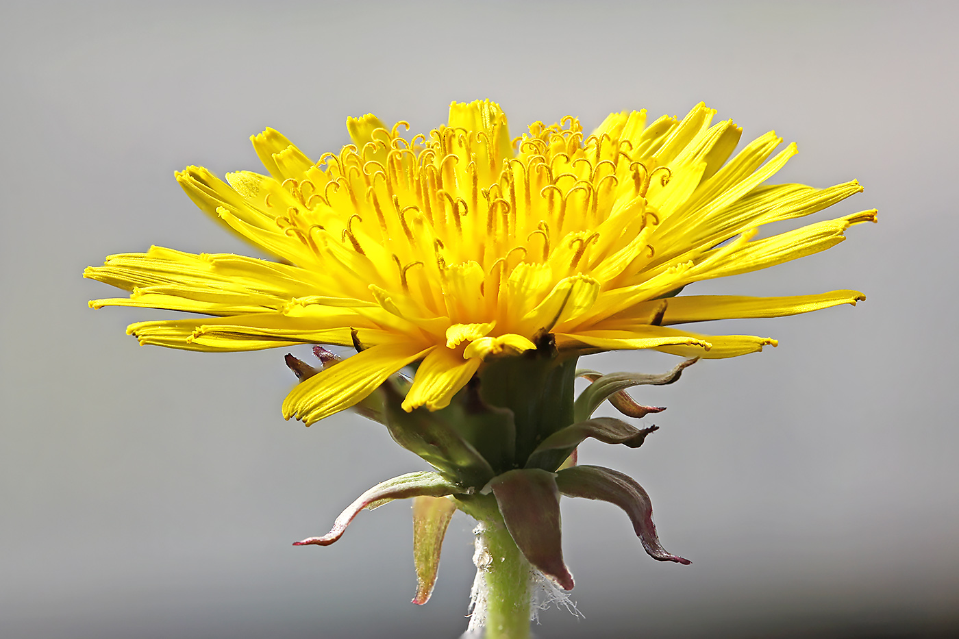 Taraxacum