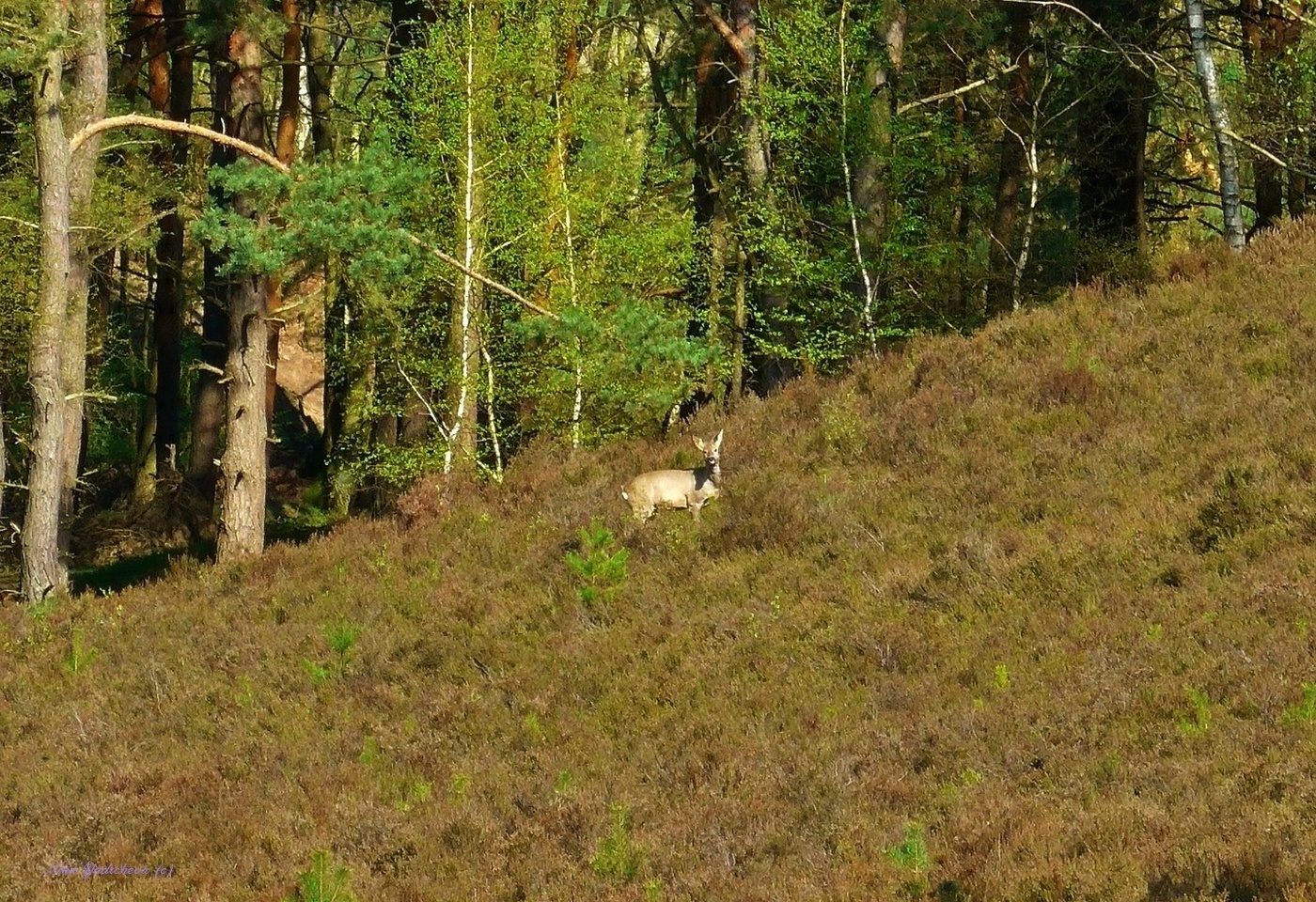 Fischbeker Heide Hamburg