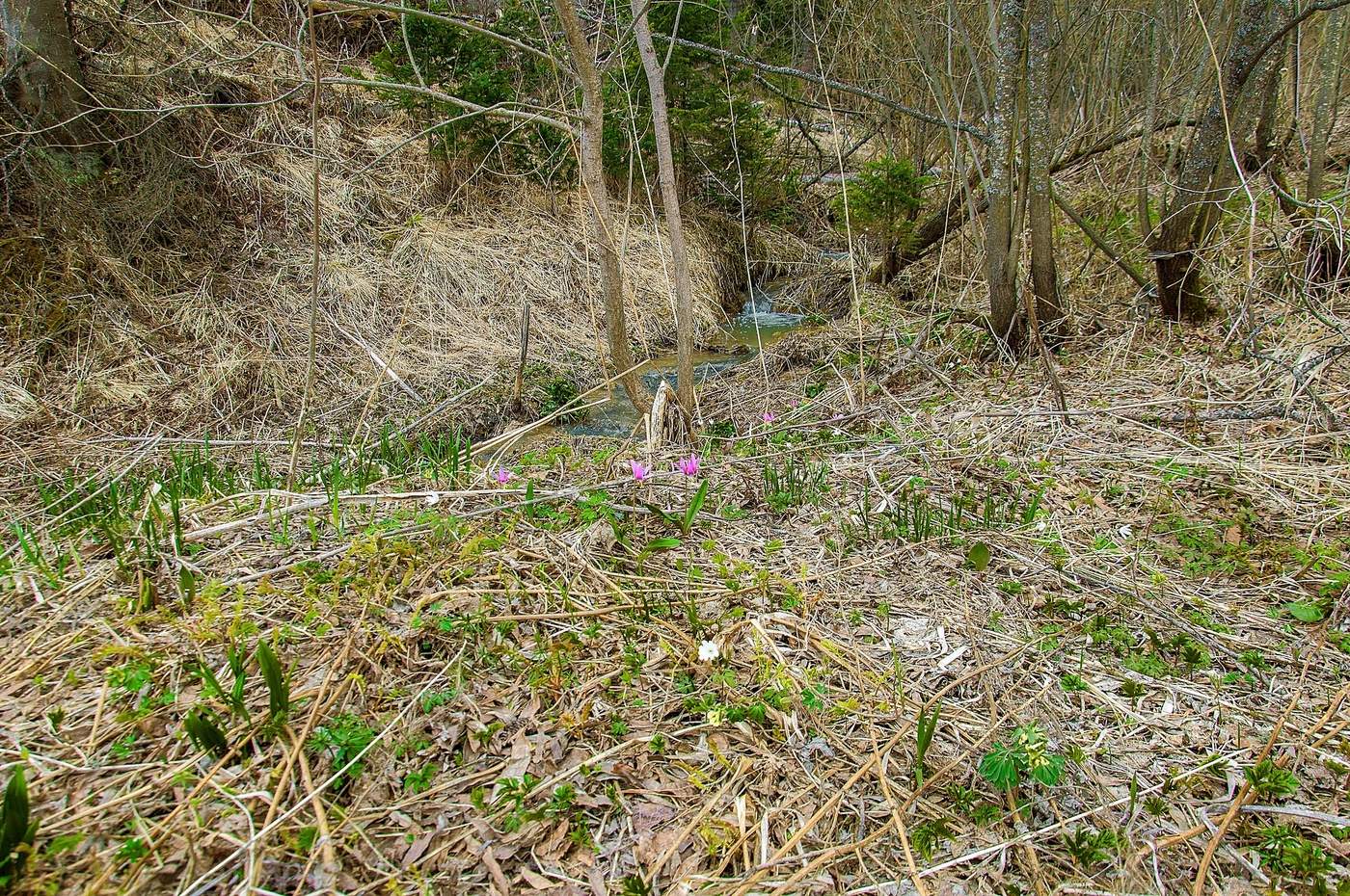 Die Ankunft des Frühlings