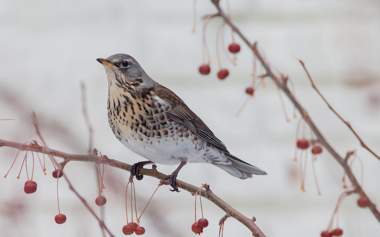 Thrush Wacholderdrossel