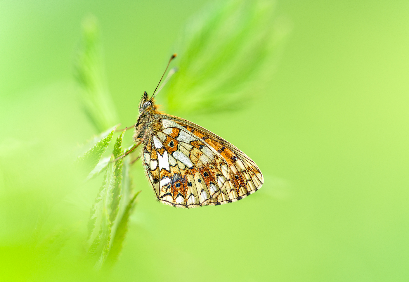braunfleckiger Perlmuttfalter