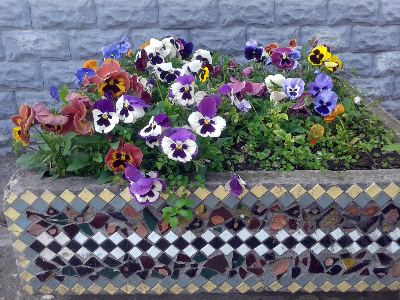 Pansy