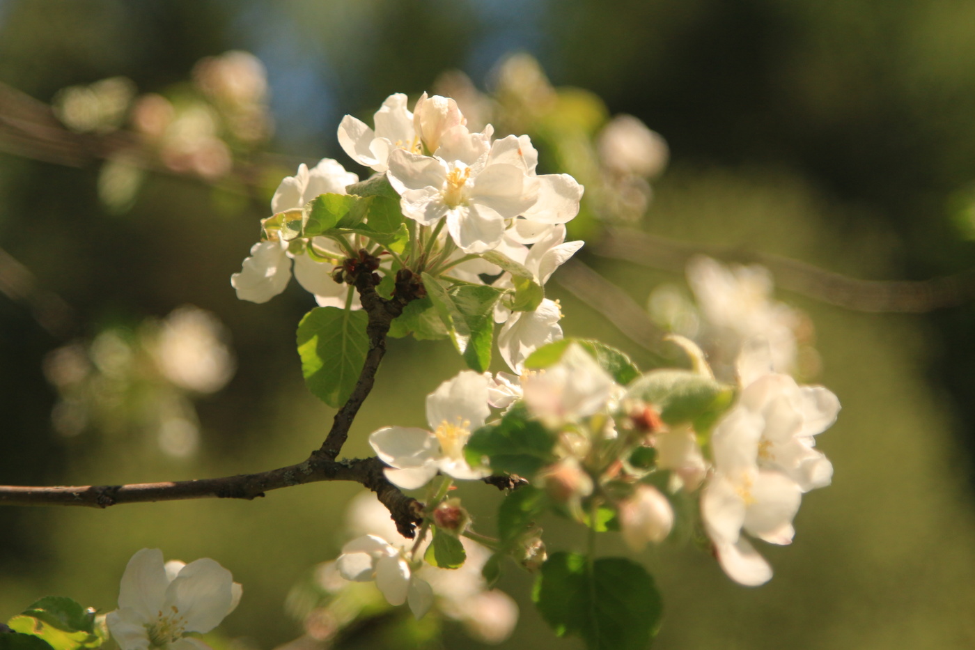 Apple Trees in Bloom
