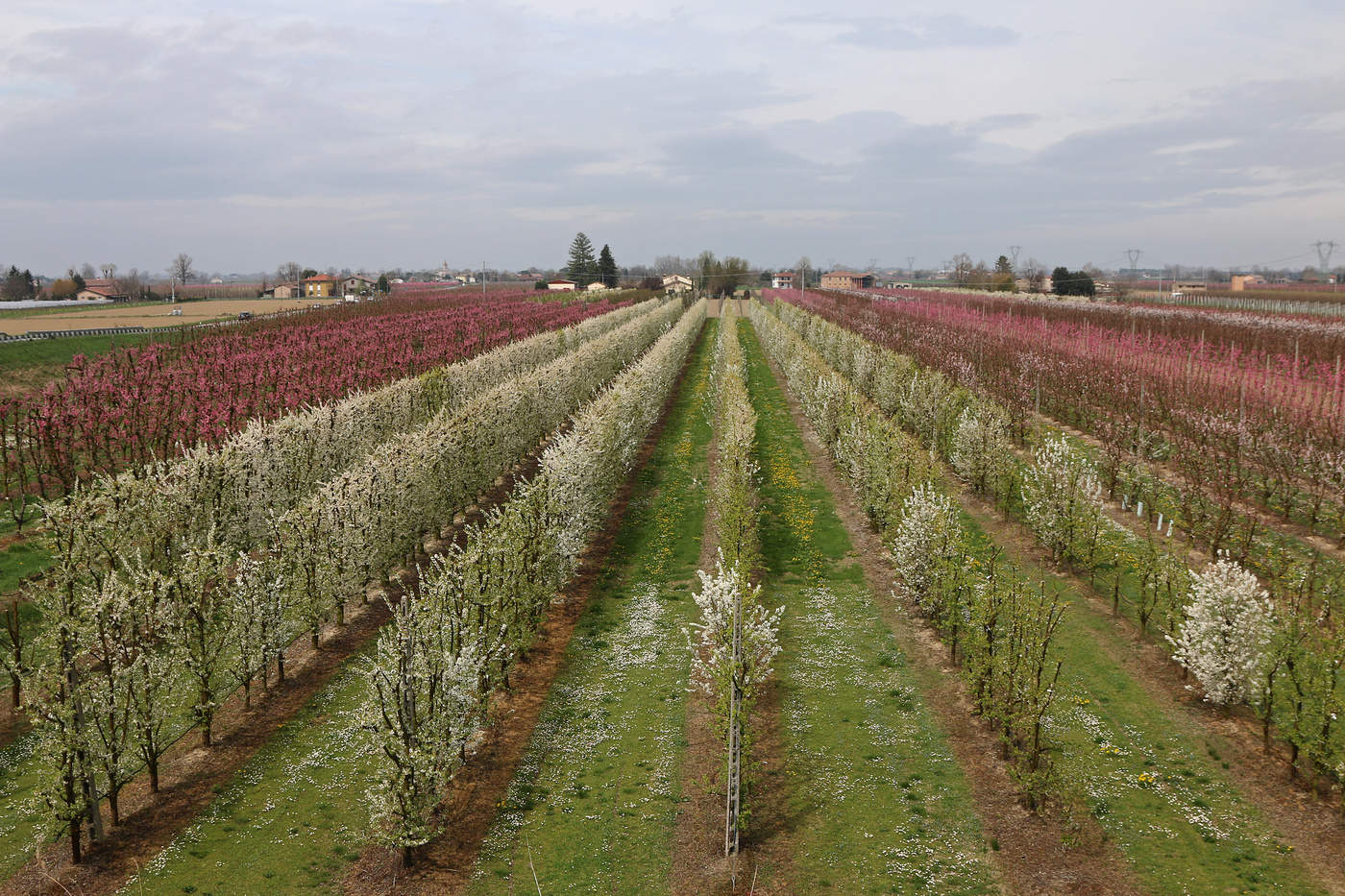 Gärten in voller Blüte