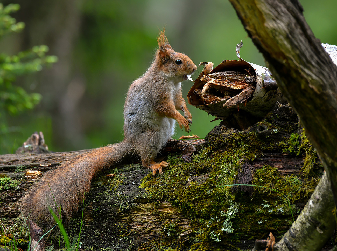 Das Bild des Waldes.