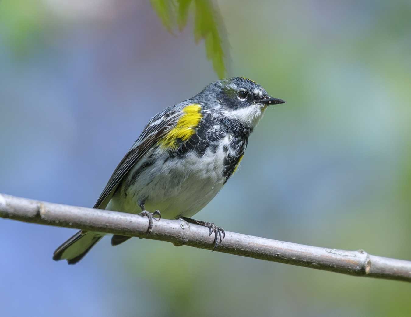 Yellow-rumped warbler