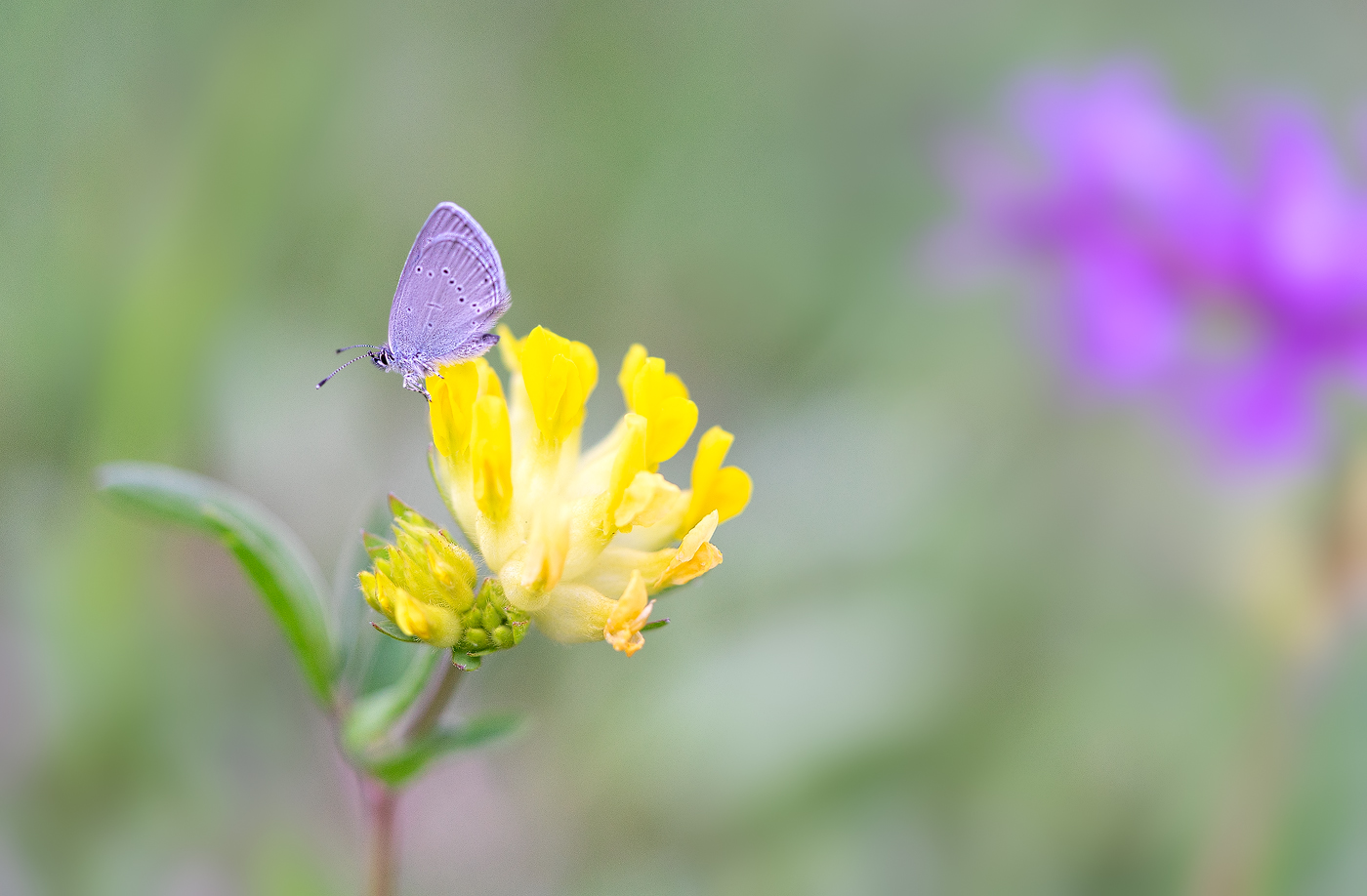 kleiner Alpen-Bläuling