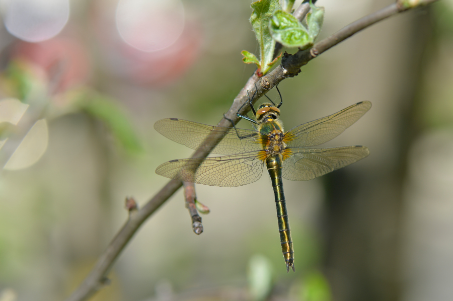 Dragonfly