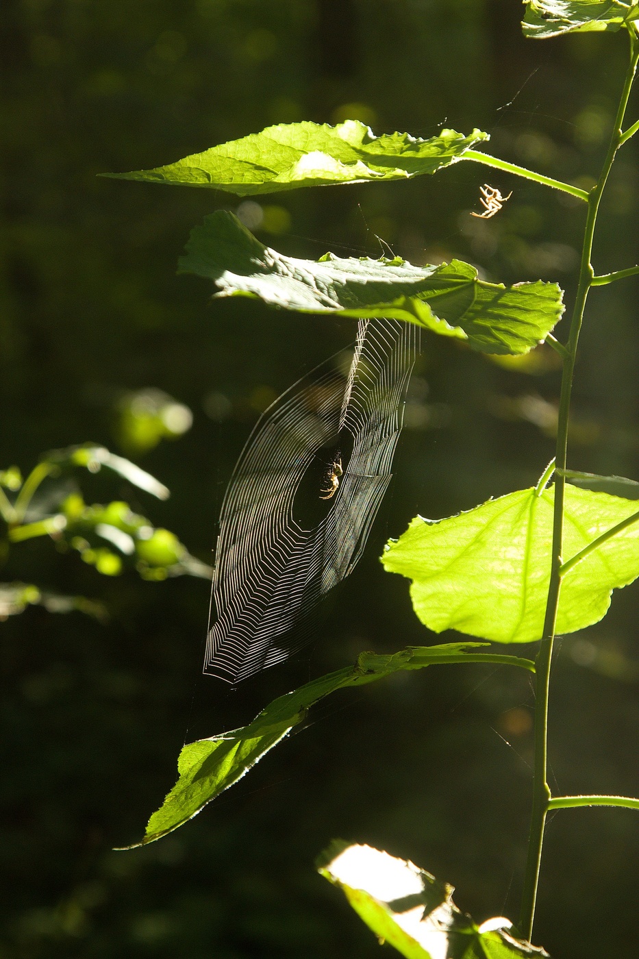 Der Sommer ist eine kleine Leben