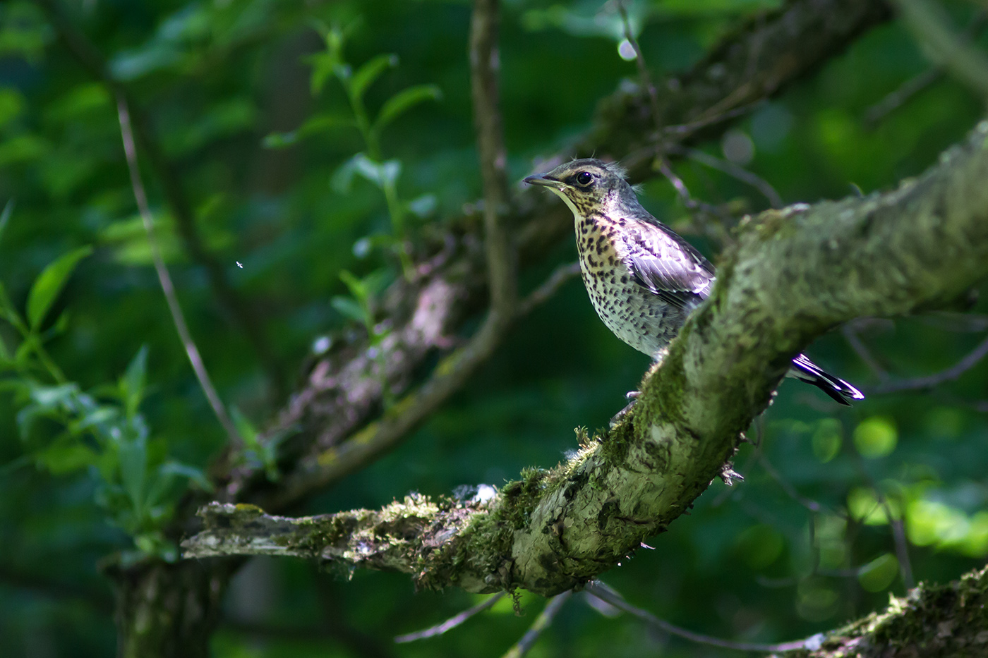 Fledgling Amsel