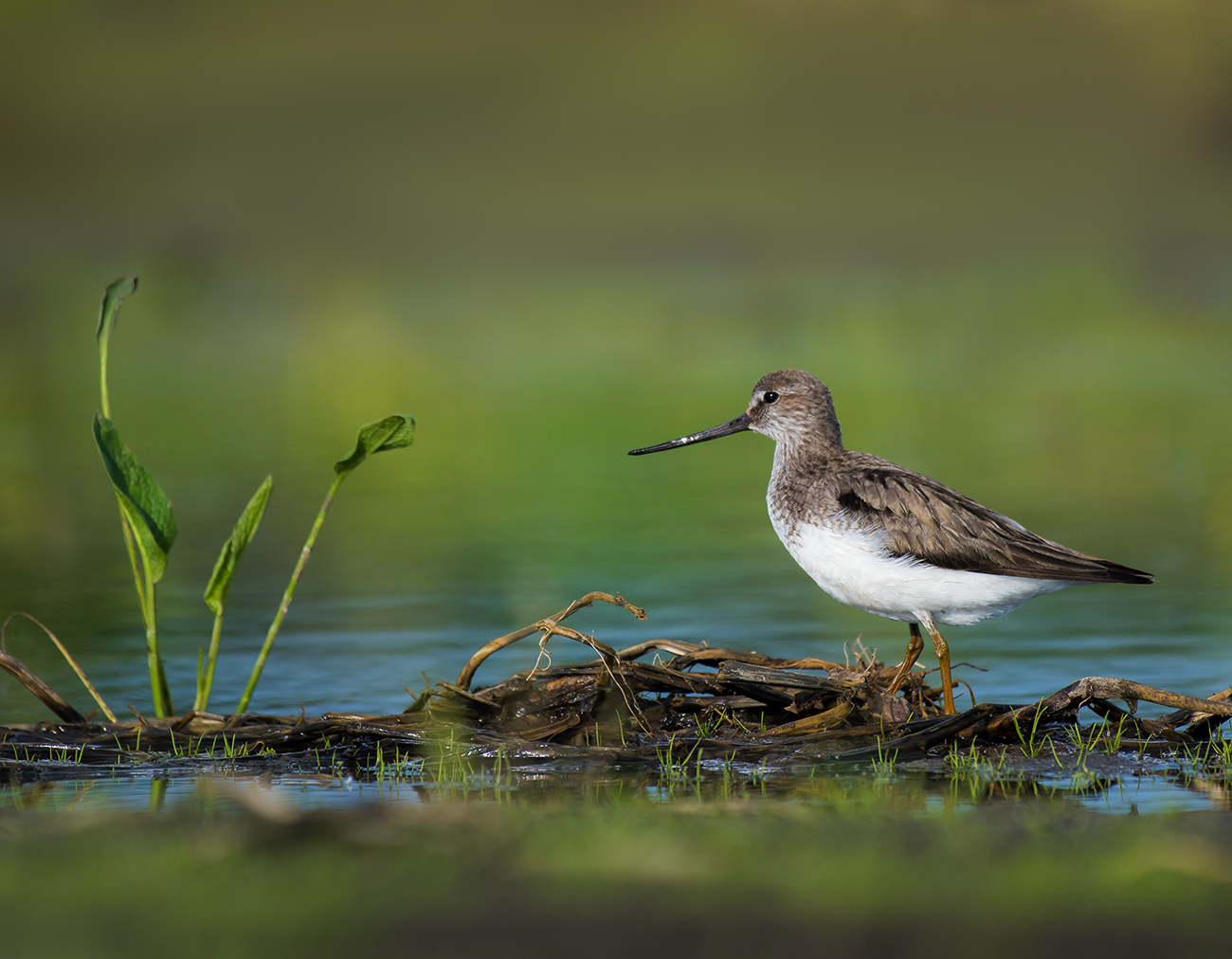 Terek Sandpiper