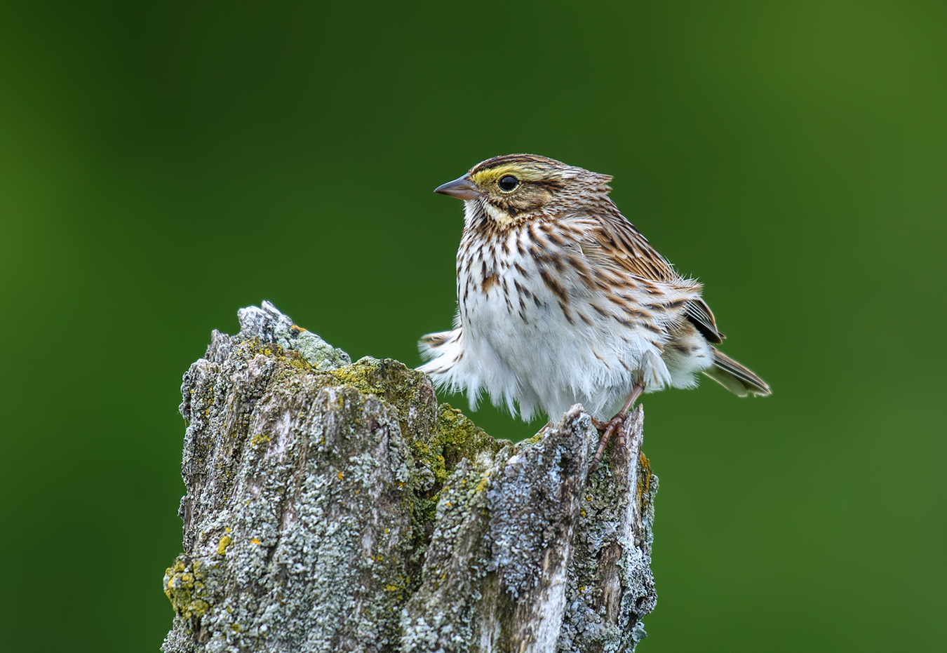 Savannah Sparrow