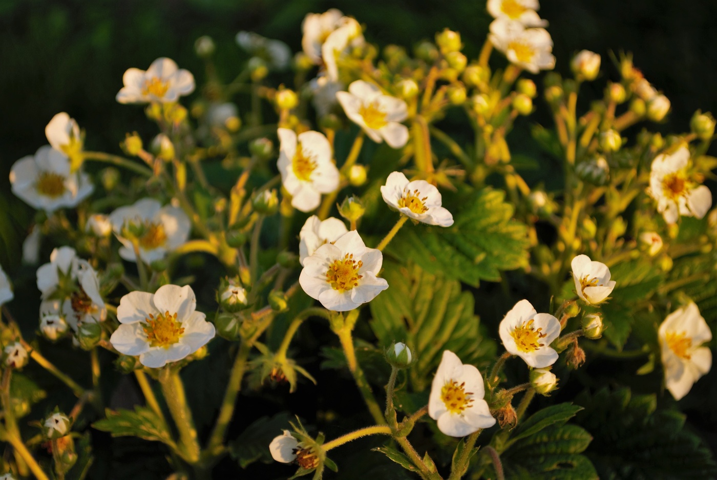In den Abendstrahlen