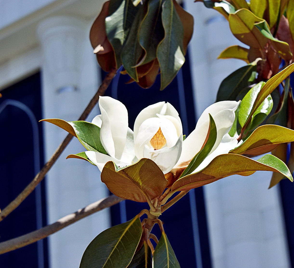 Magnolienbaum