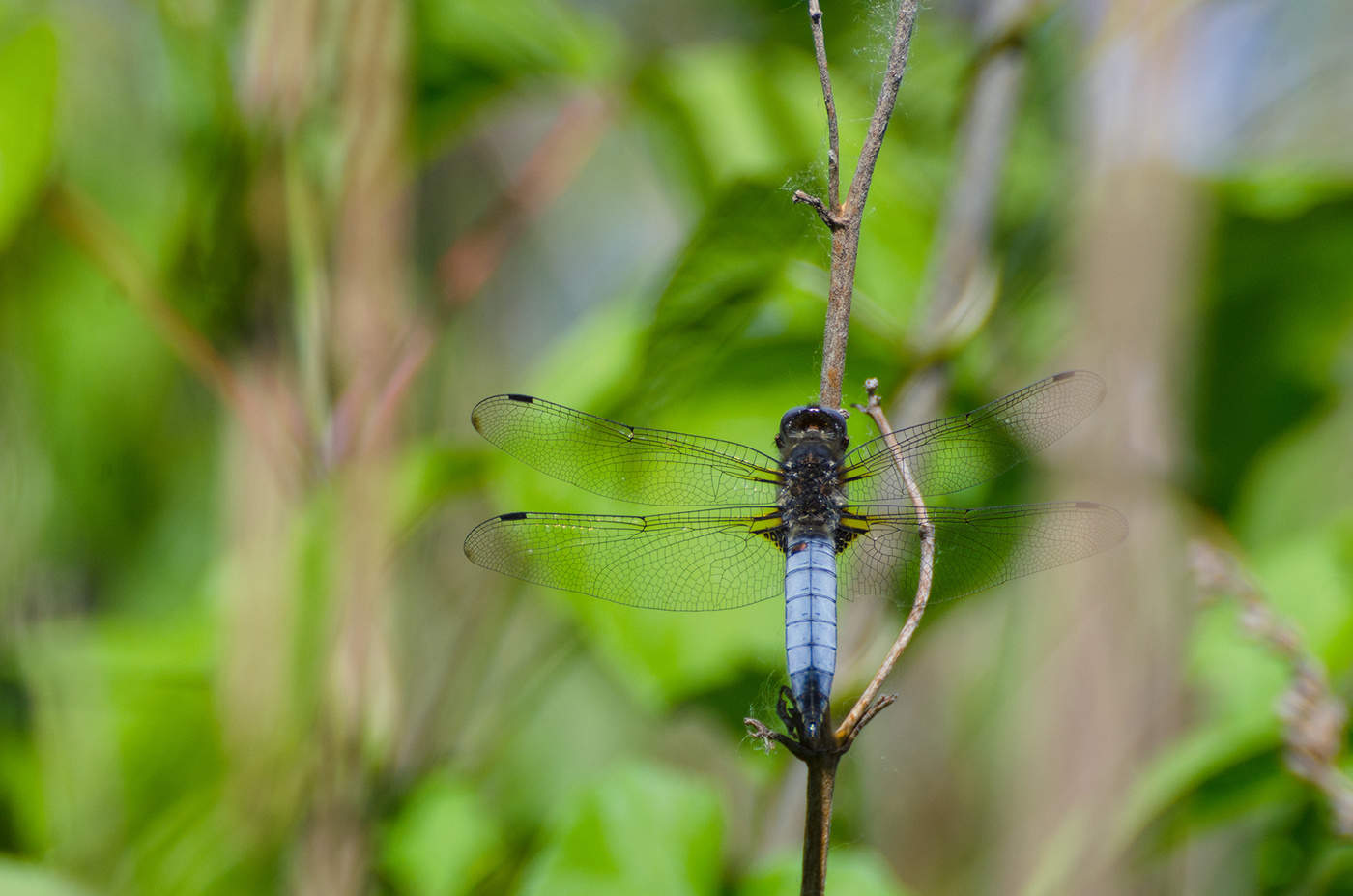 Dragonfly flach
