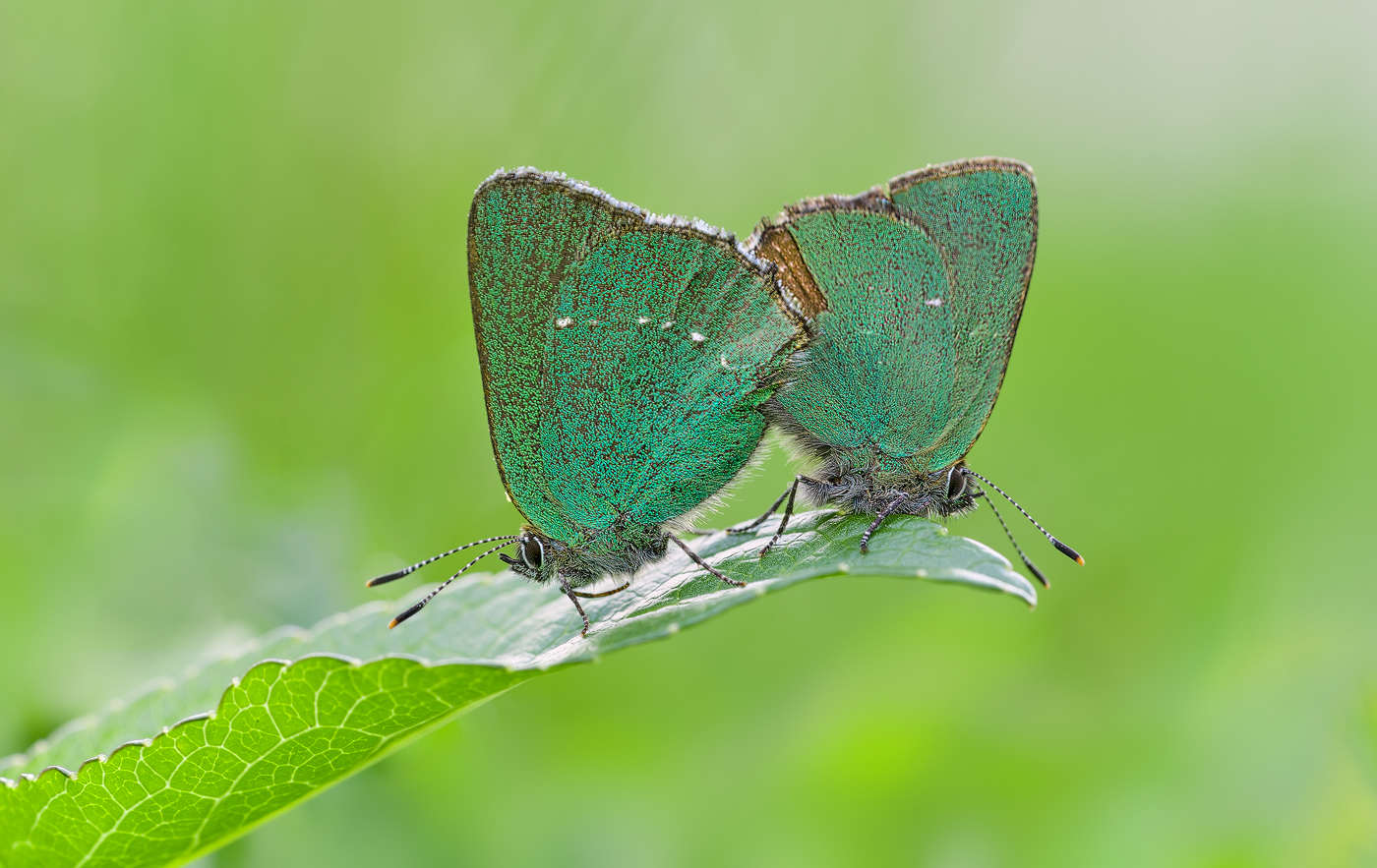 Brombeer-Zipfelfalter