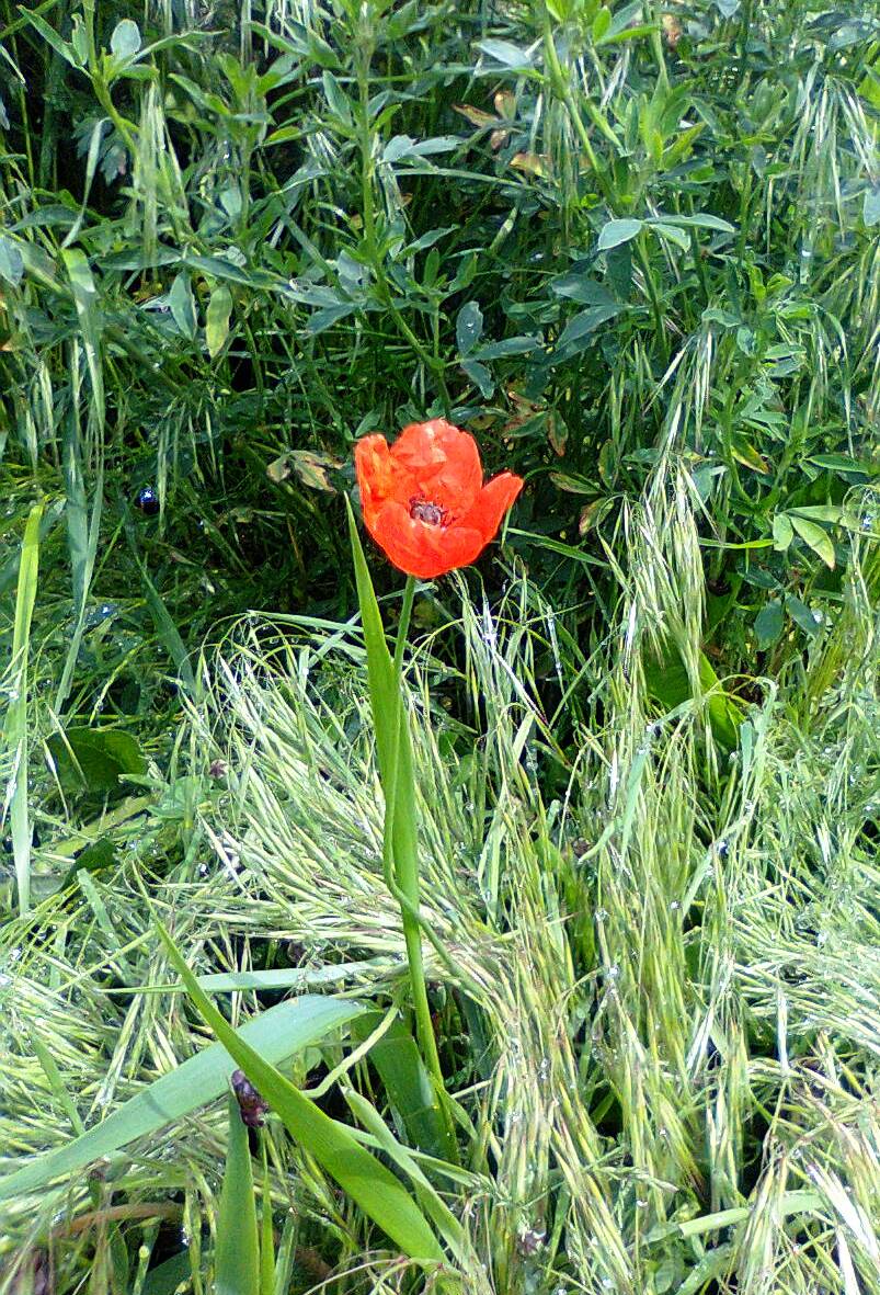 Die feuerrote Blume